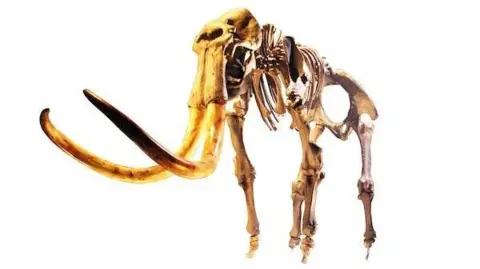 Shropshire Museums A digitised photo of a large brownish-yellow mammoth skeleton, put together as if it were standing. It has long curved tusks and is on a white background