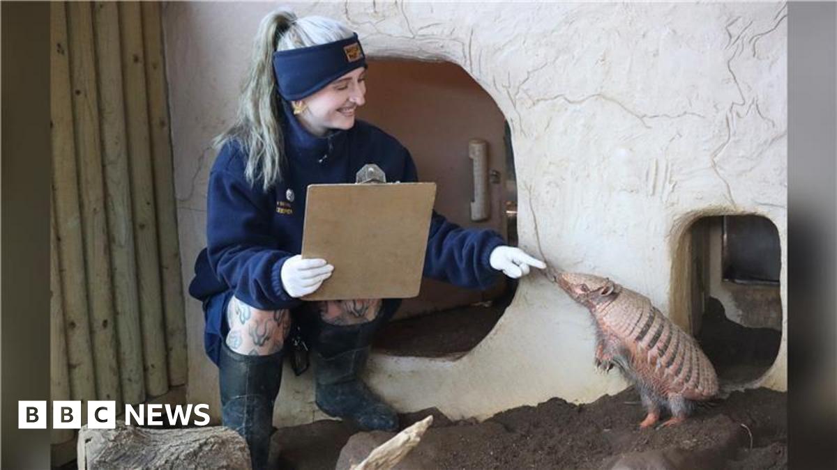 A zookeeper smiling and pointing at an armadillo.