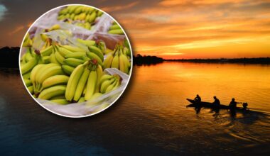 Uncontacted Amazon Tribe Welcomes Canoe Full Of Bananas, Then They Retaliate