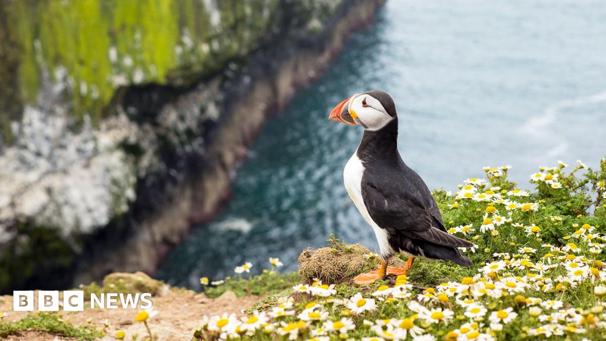 A grassy hillside where the ground has collapsed. A small wooden footbridge drops into a deep gap in the path, with broken fencing and exposed soil.