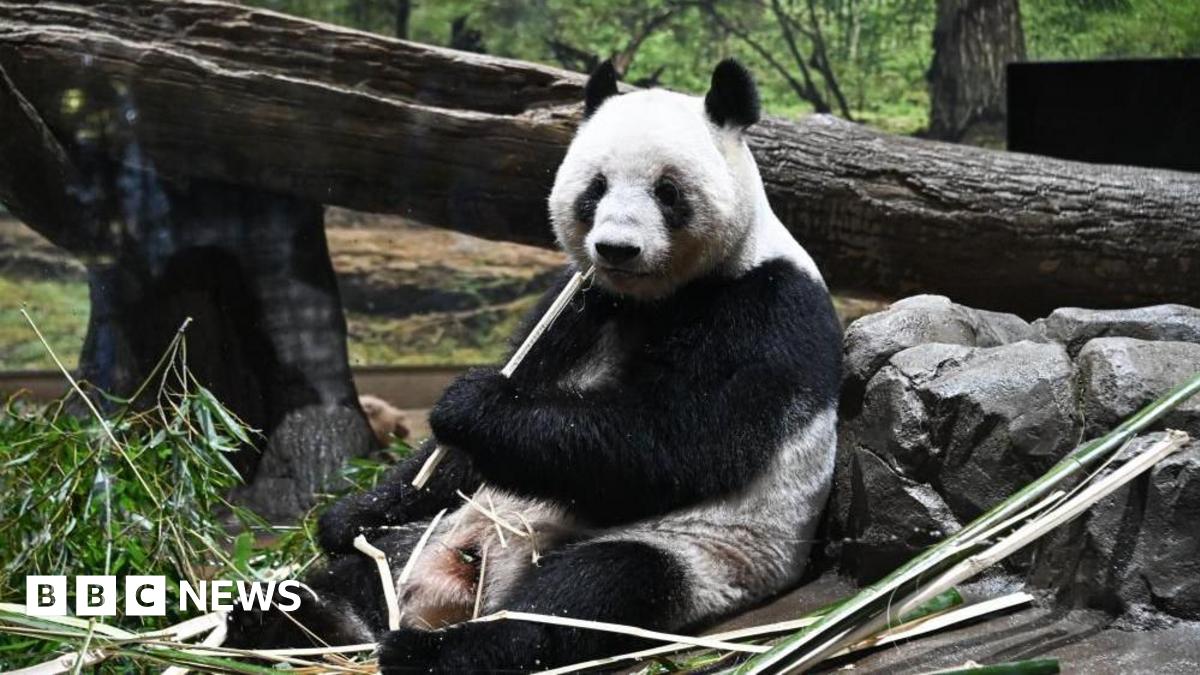 Giant panda Lei Lei eats bamboo at Ueno Zoological Gardens in Tokyo