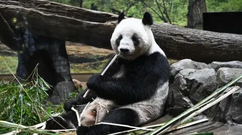 EPA Giant panda Lei Lei eats bamboo at Ueno Zoological Gardens in Tokyo