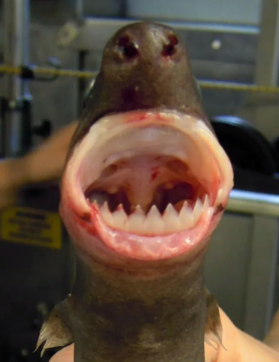 Shark held open-mouthed, showcasing sharp teeth in a marine setting
