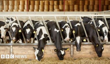 Cows eating hay in a barn. They are black and white. Some of them are looking at the camera.
