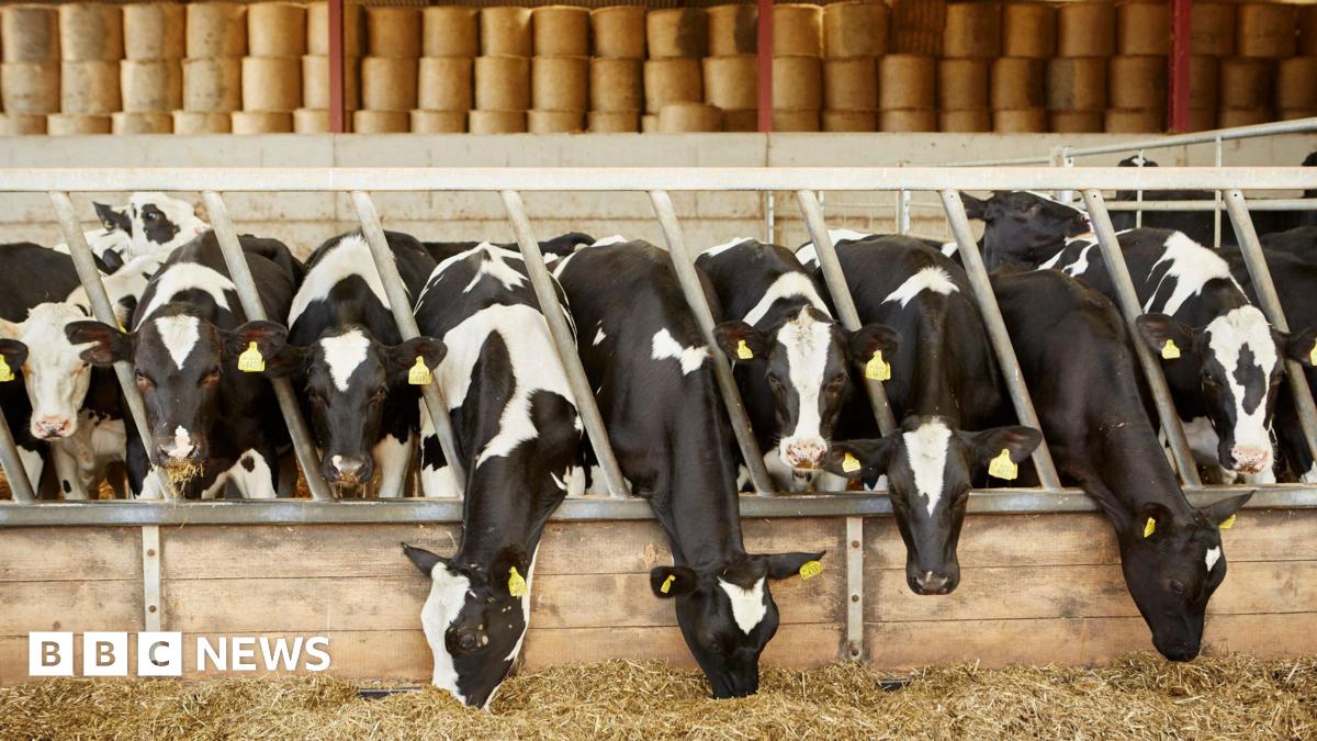 Cows eating hay in a barn. They are black and white. Some of them are looking at the camera.