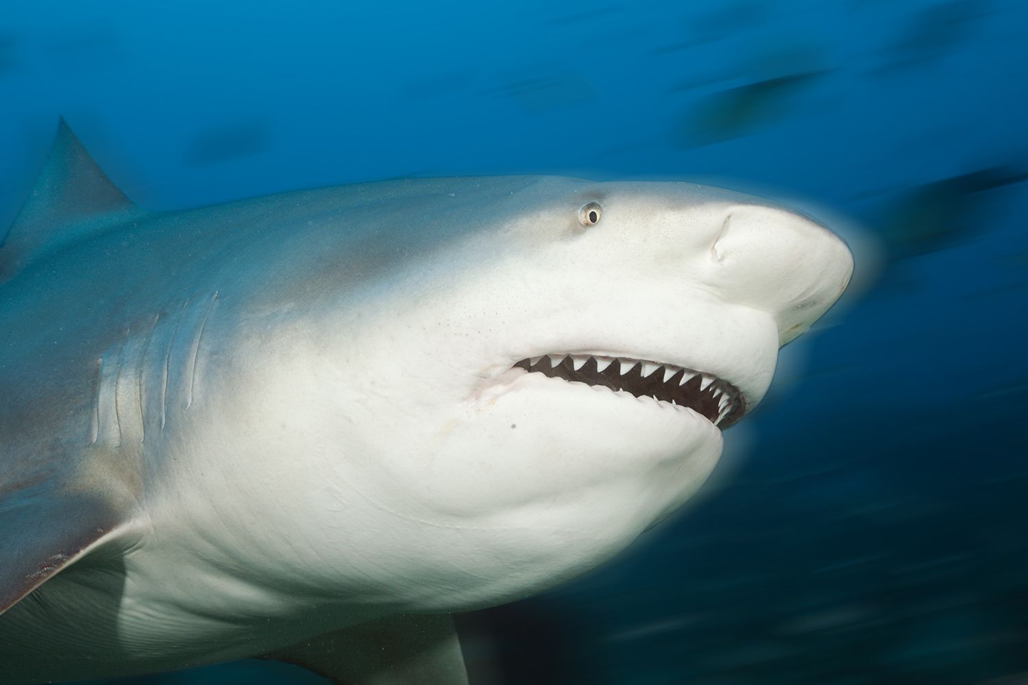 Boy, 13, Dies After Being Mauled by Shark at Popular Tourist Beach