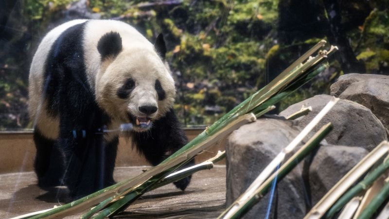 Crowds bid farewell to Japan’s last pandas before return to China amid souring ties