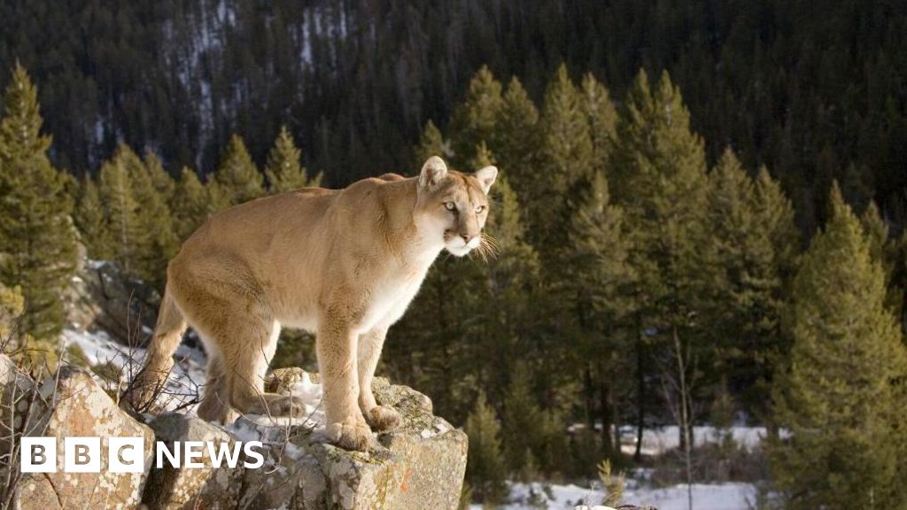 Woman killed in suspected mountain lion attack