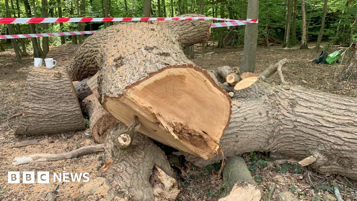 Split trunk of old oak tree with red and white tape above it