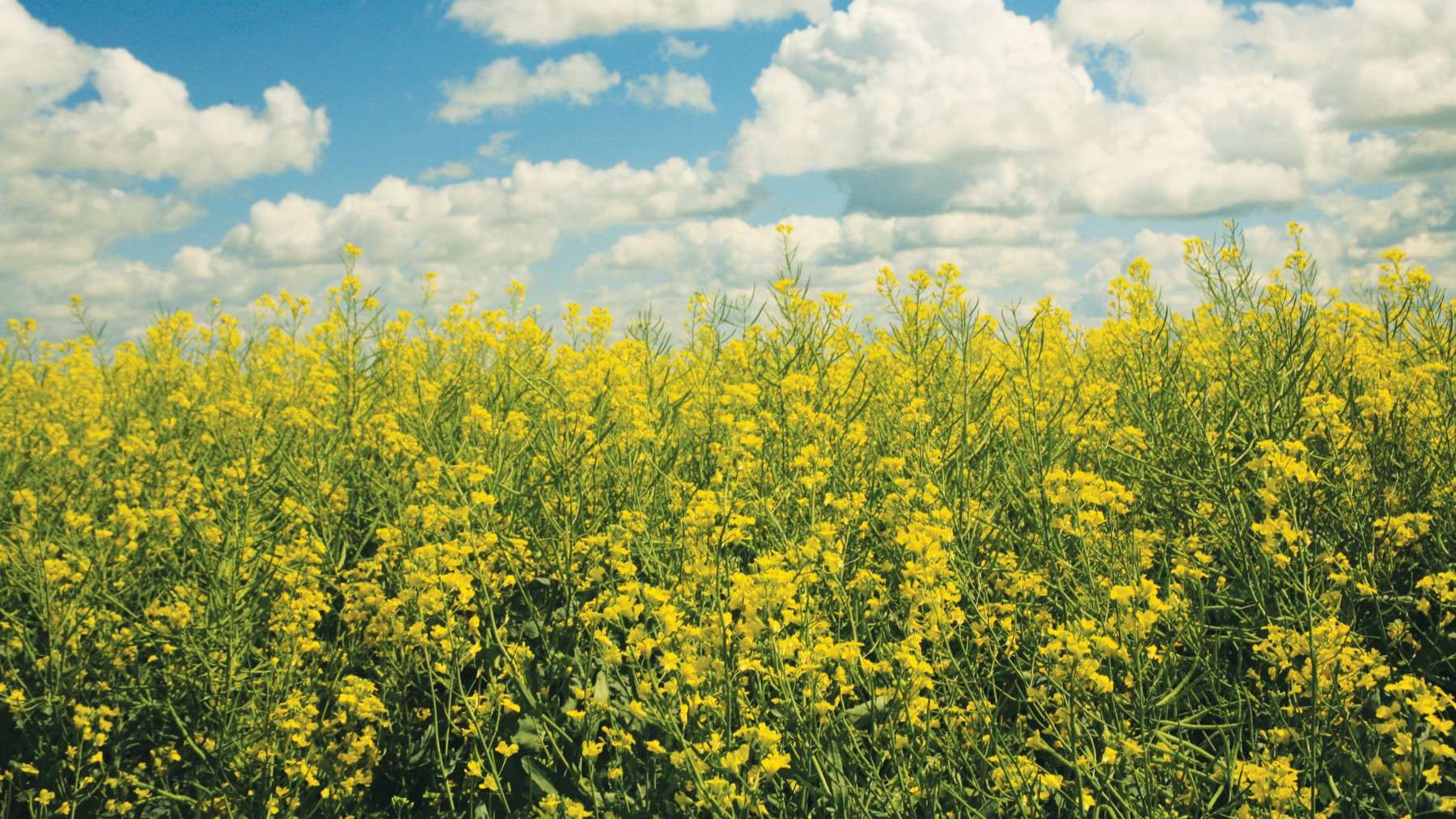 Canola (image courtesy of Corteva)