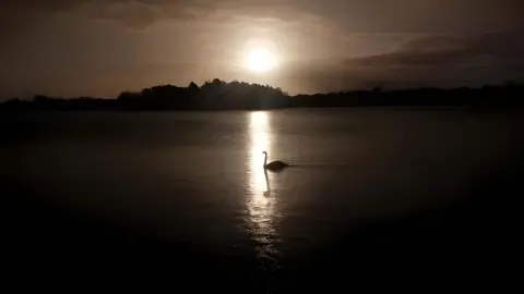 Caitlyn McDonald A lone swan gliding on a calm lake at sunrise, with the sun low on the horizon casting a golden reflection across the water. Silhouetted trees and soft clouds frame the background, creating a serene and tranquil scene
