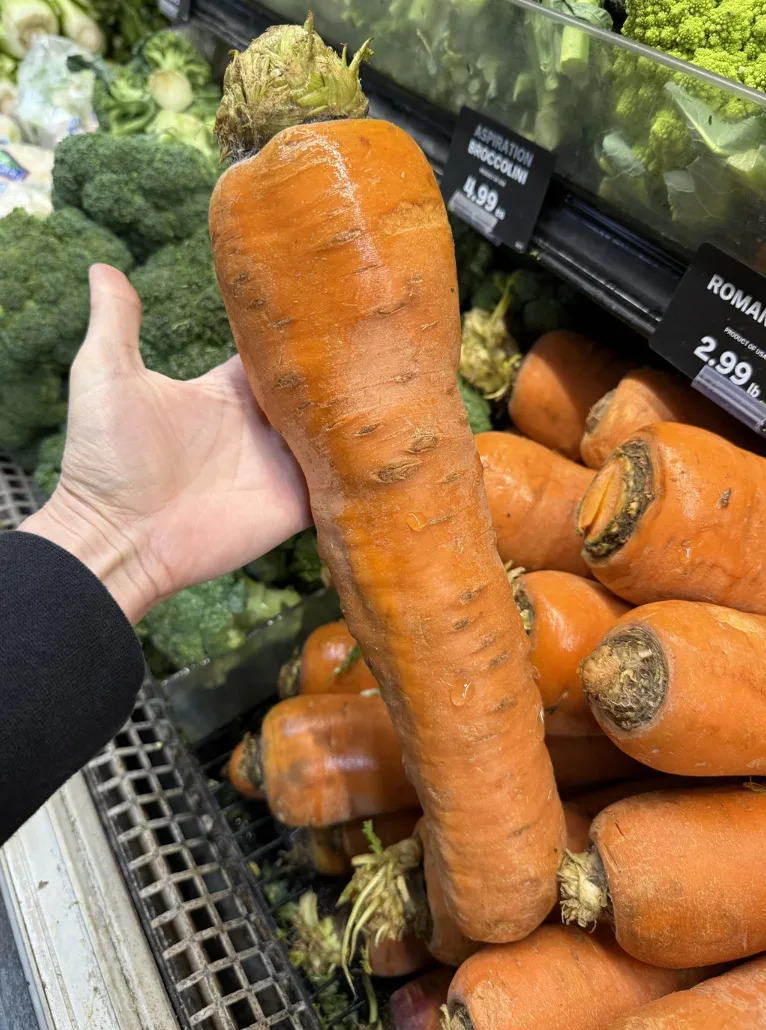 Person holding an unusually large carrot in a grocery store produce section, surrounded by broccoli and other carrots