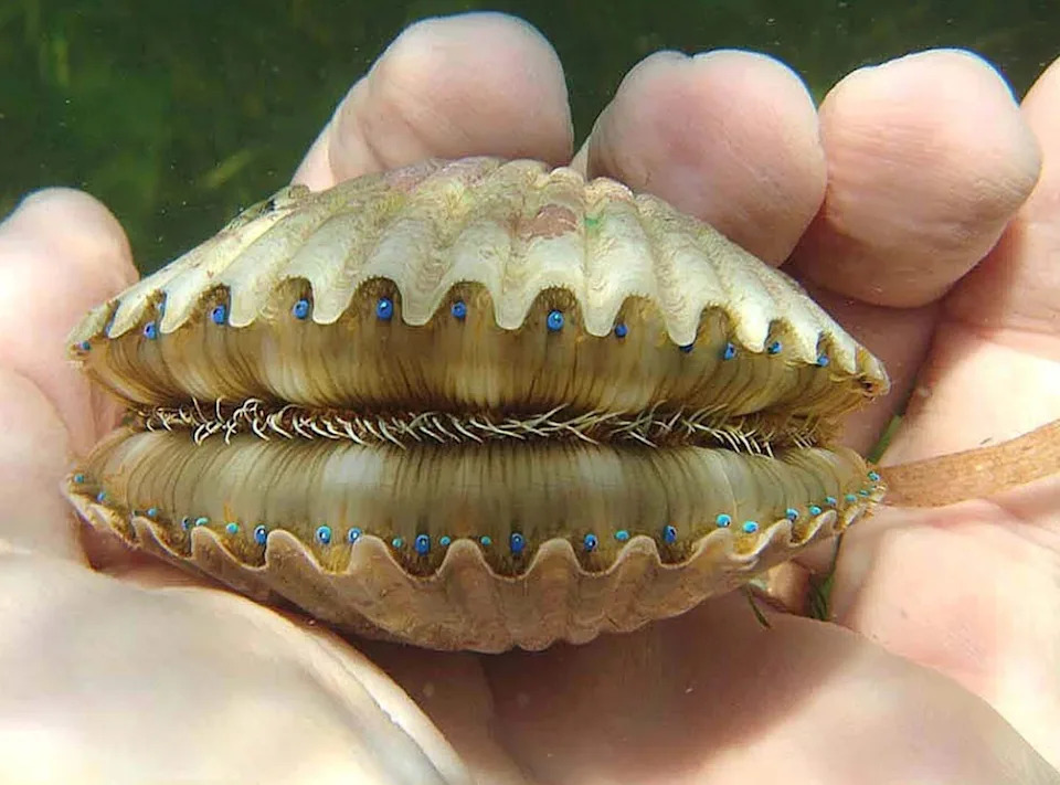 A hand holds a scallop underwater, its shell partially open, revealing small blue eyes along the edge