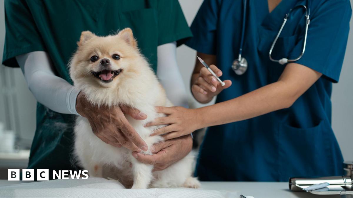 A fluffy Pomeranian dog with light beige fur at a vet being held by a veternary assistant in dark green scrubs while a vet in dark blue scrubs gives the dog an injection