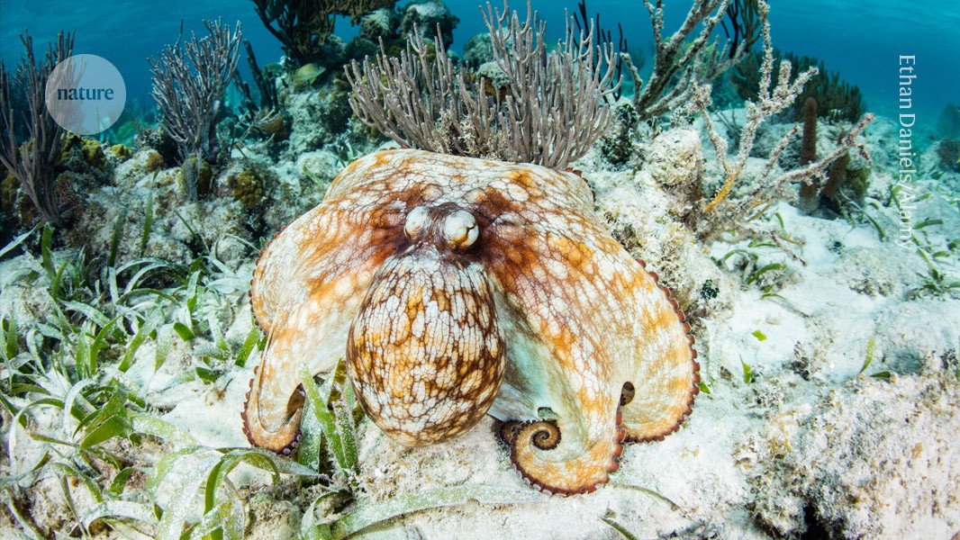 Octopus-inspired ‘synthetic skin’ changes colour and texture on demand