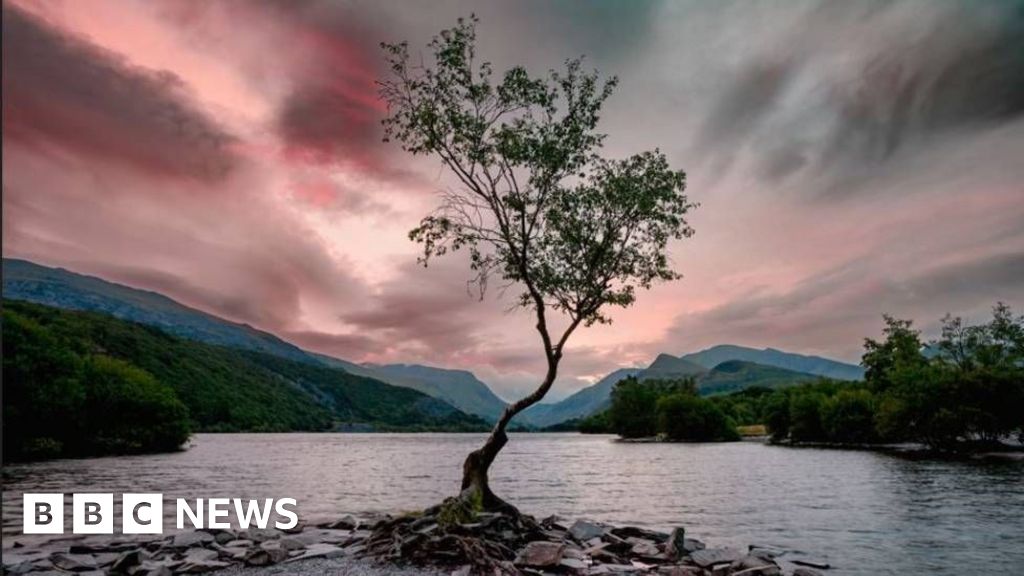 Instagram star Eryri's Lonely Tree could disappear in next decade