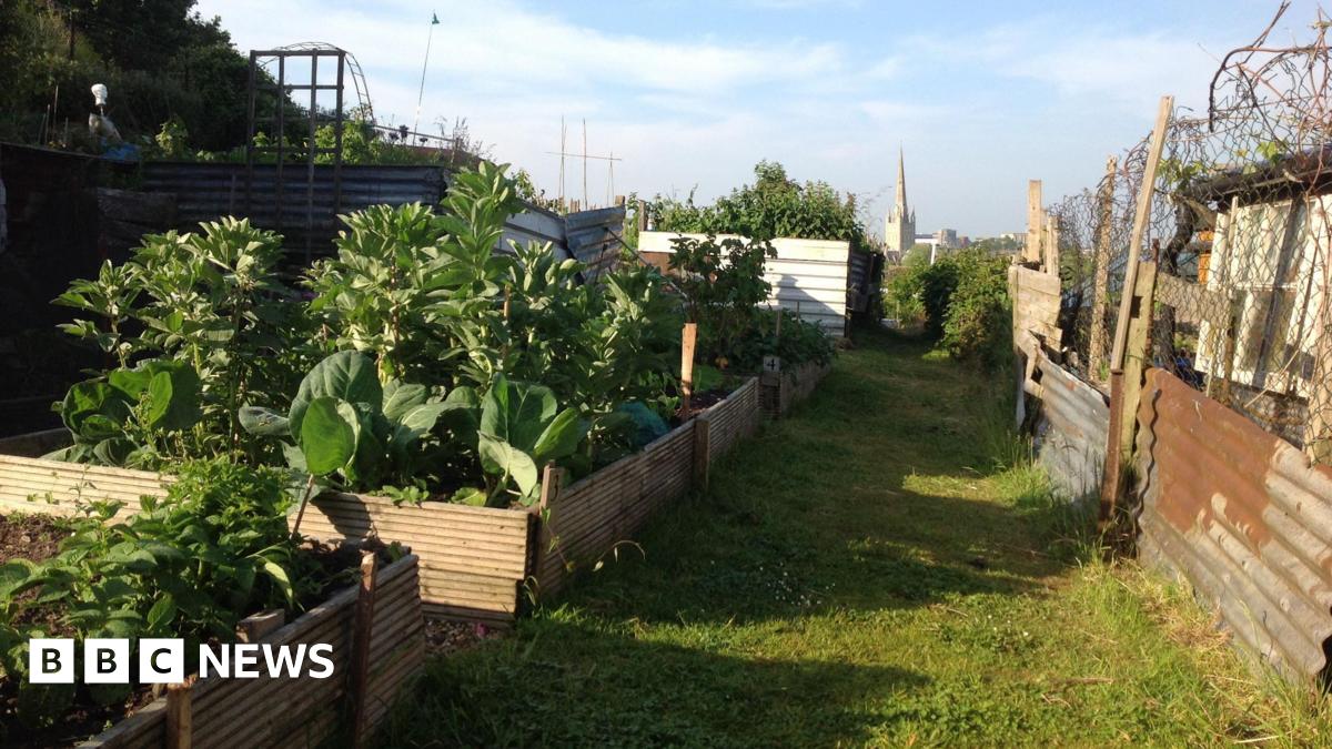 An allotment. A row of large planters stands to the left of the picture. They are filled with green, leafy vegetables. A makeshift fence made of wire and corrugated iron is to the right.