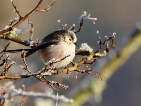 Sarah Thurlbeck A long tailed tit with feathers all puffed up and sitting on a branch, covered by frost
