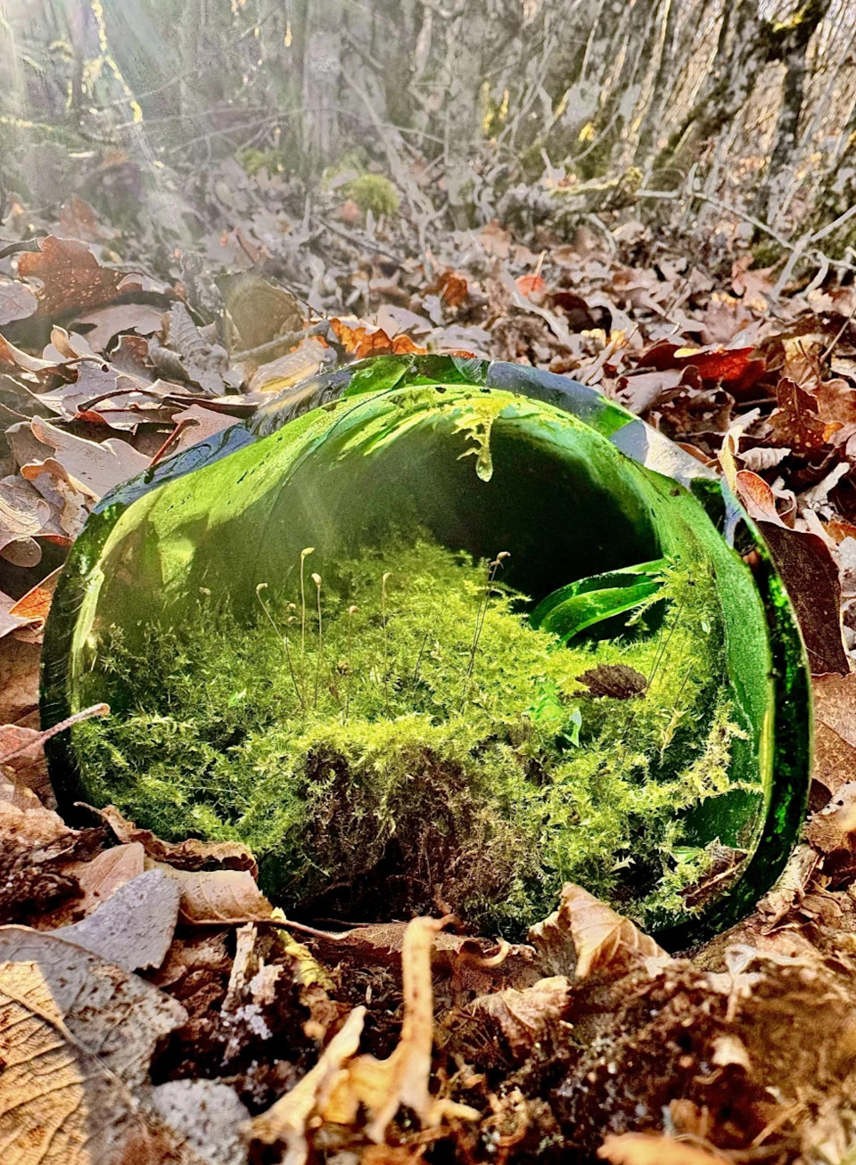 Moss and tiny plants grow inside a green glass bottle placed on forest floor surrounded by leaves