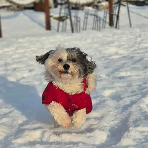 Lisa Cormack A dog wearing a red jacket or top, jumping with excitement in the snow