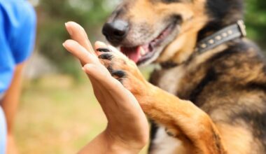 Dogs can't drive – but they still need a licence