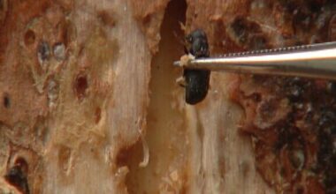 Colorado arborist urges homeowners to protect ponderosa pines from Mountain Pine Beetle