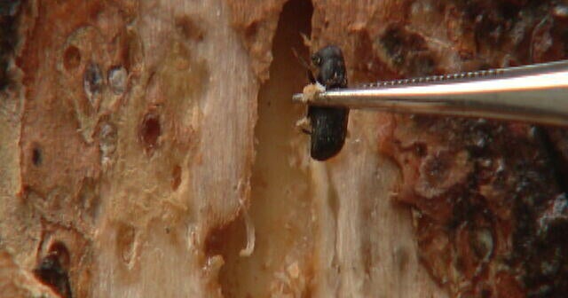 Colorado arborist urges homeowners to protect ponderosa pines from Mountain Pine Beetle