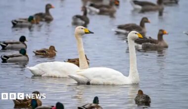 Hundreds of the whooper swans. which have a striking bright white plumage and yellow and black beaks, are on a grassy verge and in the water at the wetland.