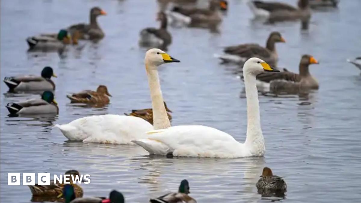 Hundreds of the whooper swans. which have a striking bright white plumage and yellow and black beaks, are on a grassy verge and in the water at the wetland.