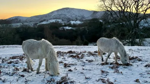 BBC Weather Watchers Two grey horses graze on a snow-covered ground of a field. In the background, a hilly landscape stands in shadow, covered with patches of snow. The sun rises behind the mountain creating a yellow-orange hue.