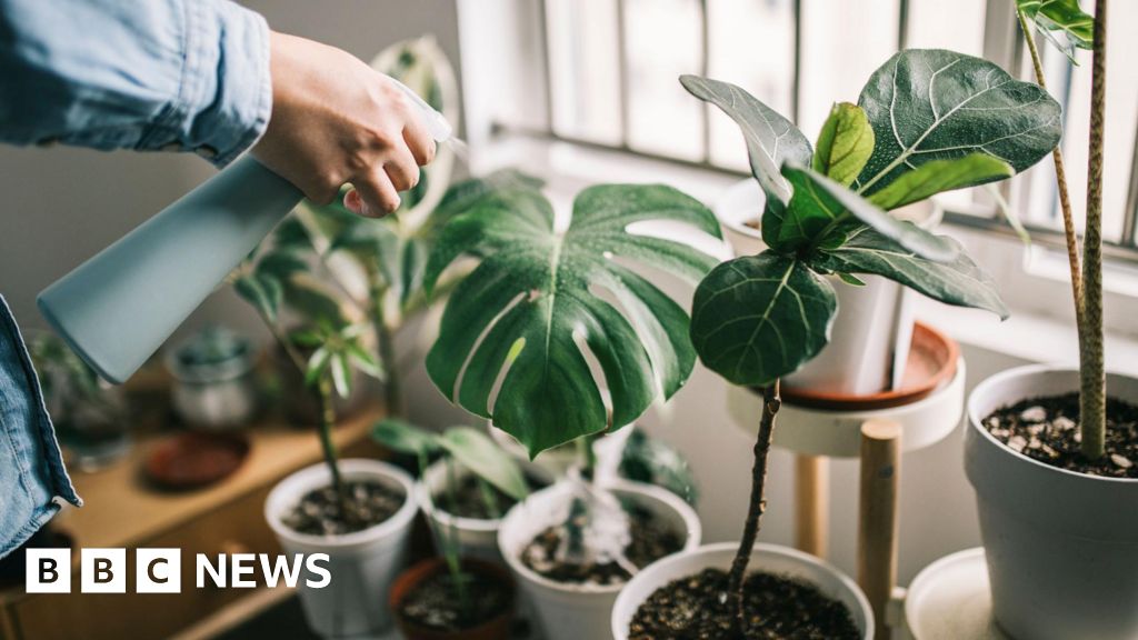 Serial houseplant killer? Here's how to keep them alive
