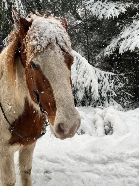 Sophie Dand A horse looking directly into the camera, with snow covering everything else around them 