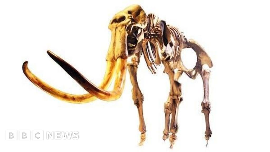 The Condover mammoth discovery made by chance by a couple walking their dog