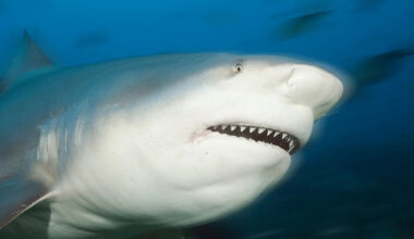 13-Year-Old Boy Dies After Being Mauled by Shark at Popular Tourist Beach: 'Ate Almost His Entire Leg'