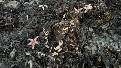 Hannah Foster Pink starfish lie amongst the seaweed.