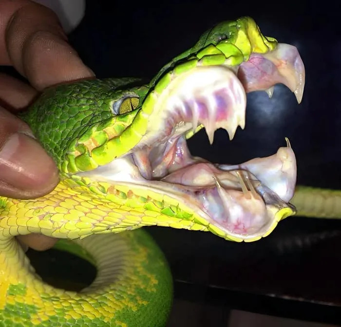 Close-up of a green snake with its mouth open, displaying sharp fangs and a visible tongue