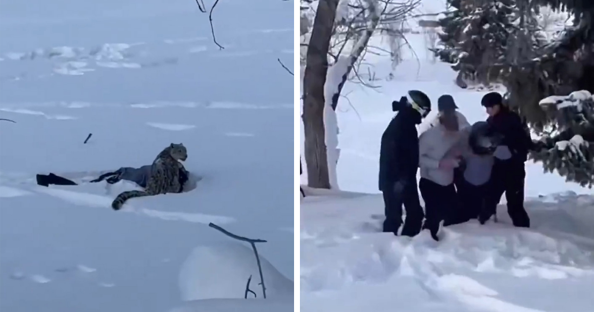 Viral Video Shows Skier Viciously Attacked By Snow Leopard After Trying To Take A Selfie With It