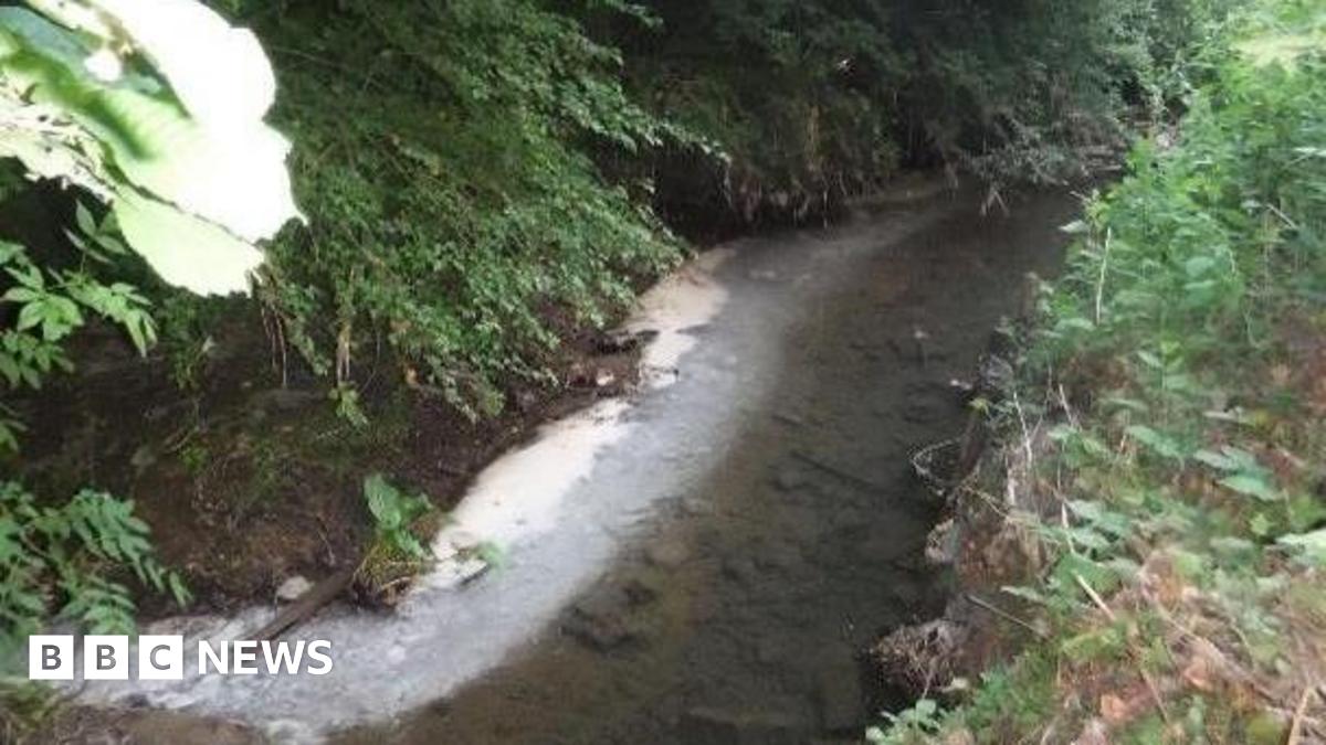 A small brook with vegetation on each bank is pictured with a white creamy and frothy substance mixed in it.