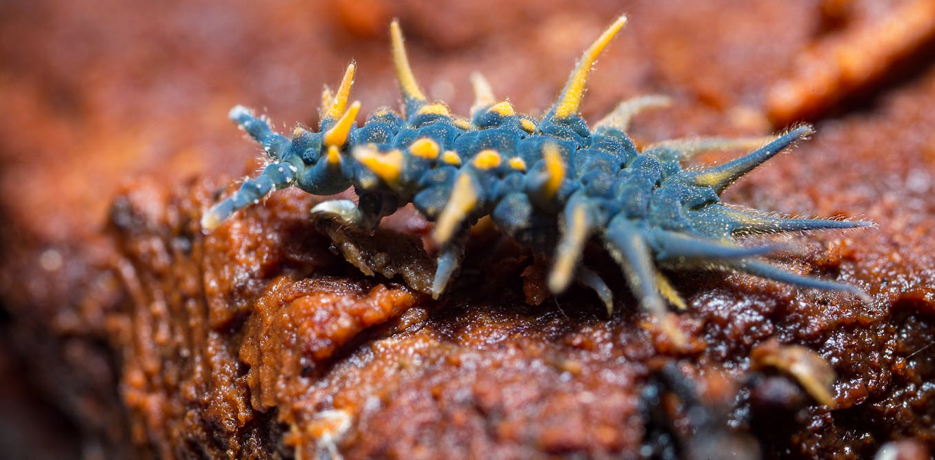 little-known fantastic beasts that live everywhere on Earth