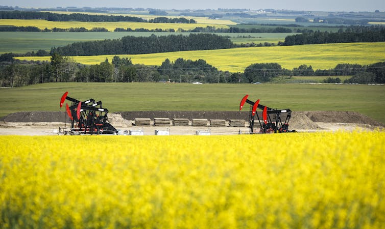 Pumpjacks amid a bright yellow canola field.