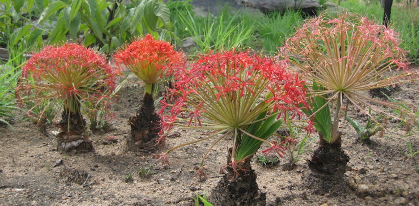 Arrow tips found in South Africa are the oldest evidence of poison use in hunting