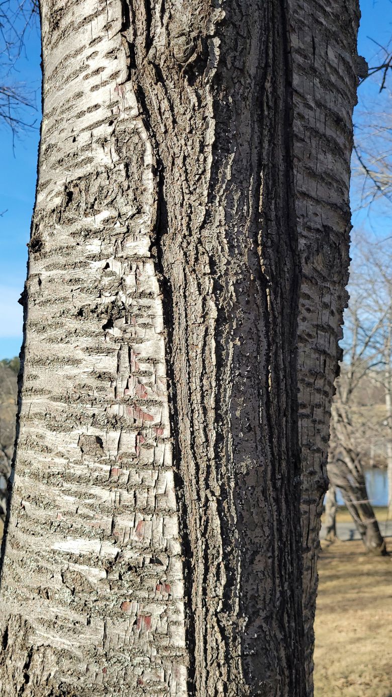 This image shows scars on a sweet cherry tree caused by repeated frost cracks throughout its life.