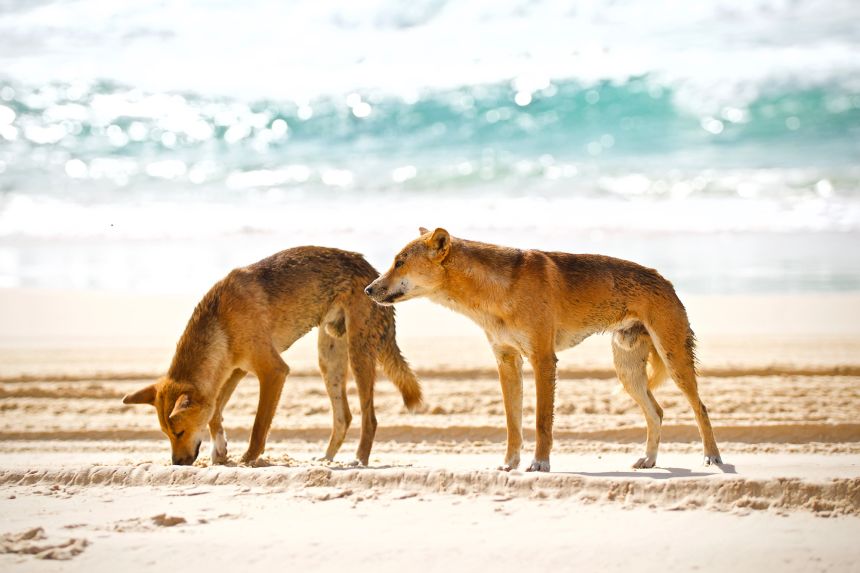 A file photo of Australian dingoes digging for food on K'Gari