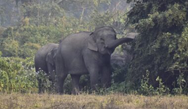 Rampaging elephant kills at least 20 people, including children, in India, officials say
