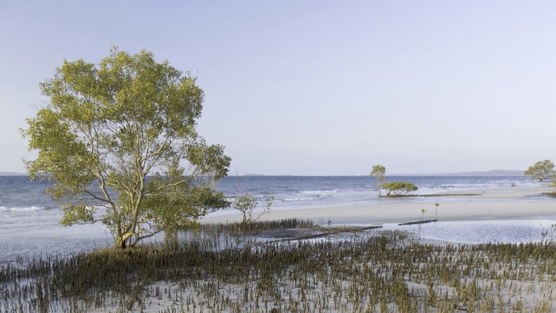 Body of Canadian woman, 19, found surrounded by dingoes on Australian island