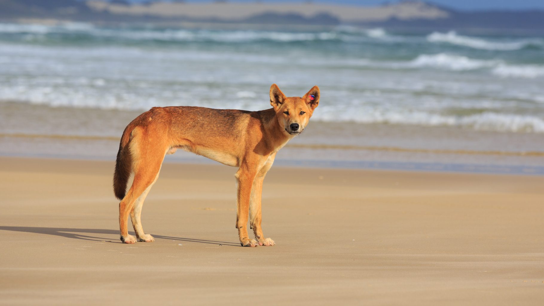 Canadian who died on Australian beach circled by dingoes loved life, nature: friend