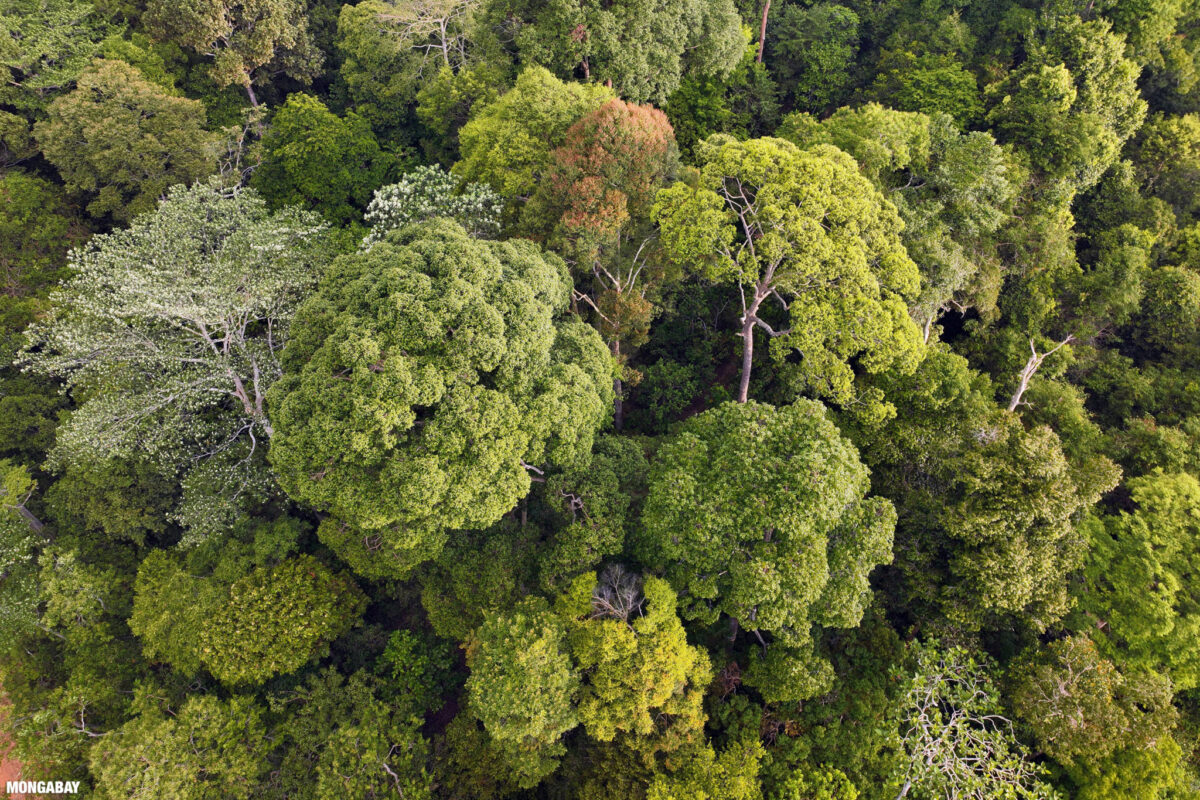 Harapan rainforest canopy in Jambi, Sumatra, Indonesia, by Rhett A. Butler/Mongabay.