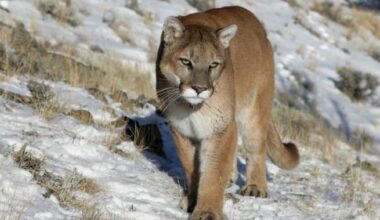 Woman killed in suspected mountain lion attack while hiking in Colorado - National