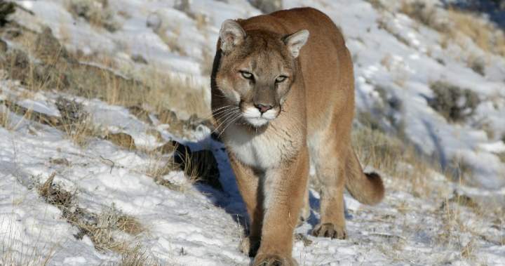 Woman killed in suspected mountain lion attack while hiking in Colorado - National