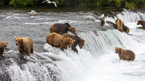 Getty Images Katmai National Park & Preserve is one of the best places to see brown bears in the wild (Credit: Getty Images)